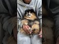What to Expect When Bringing Home a Pomeranian πΆ | Essential Tips & Insights
