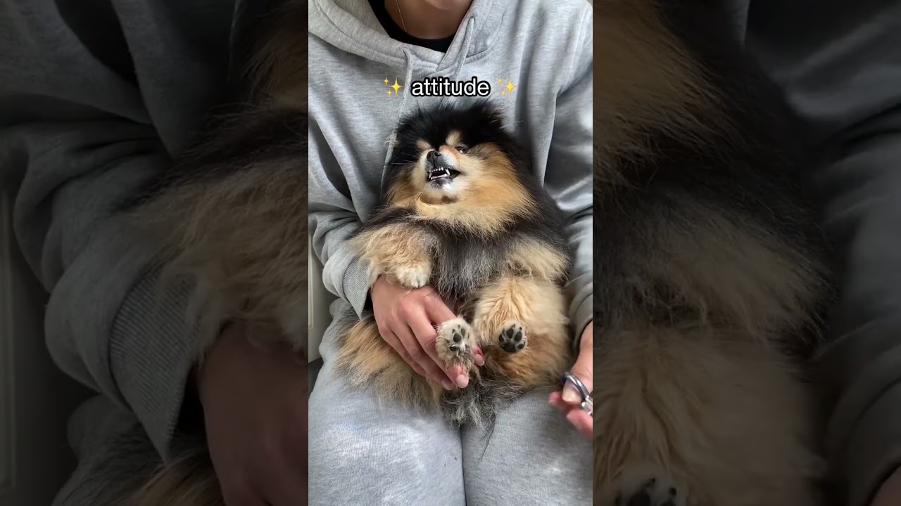 What To Expect When Getting A Pomeranian 🙃 #shorts #dog