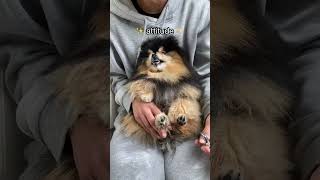 What To Expect When Getting A Pomeranian  #shorts #dog