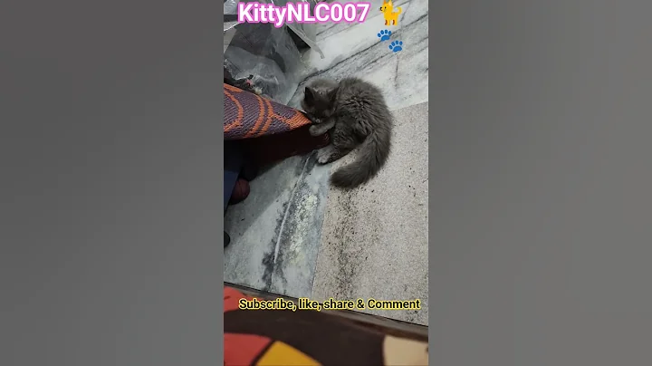 Video 11771521: tabby cat persian, cat persiancat kitty, stray cat, cat meowing, cat food, adorable cats