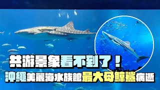 共游景象看不到了！ 沖繩美麗海水族館「最大母鯨鯊」病逝 ... 