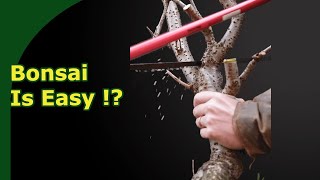 Developing a Bonsai Cherry from field stock - Following up