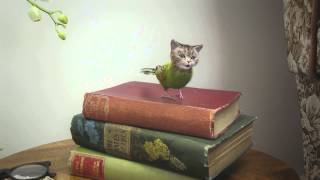 Budgiecats Singing Lessons - Freeview Cat And Budgie