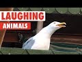 Laughing Animals Compilation