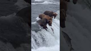Wild Bear vs Flying Fish — Perfect Catch#Bear #FishingBear #Wildlife #Nature #BearCatchesFish