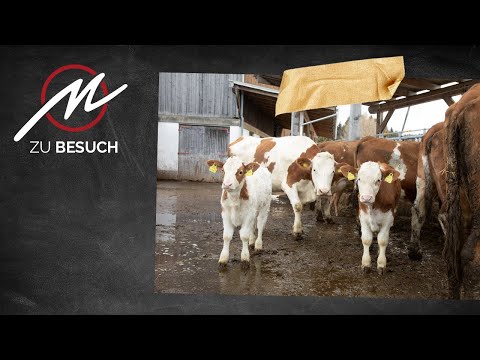 Johann Streicher Teil 2 | Rinderhaltung | Fleischwerkstatt zu Besuch bei BIO Styria Beef