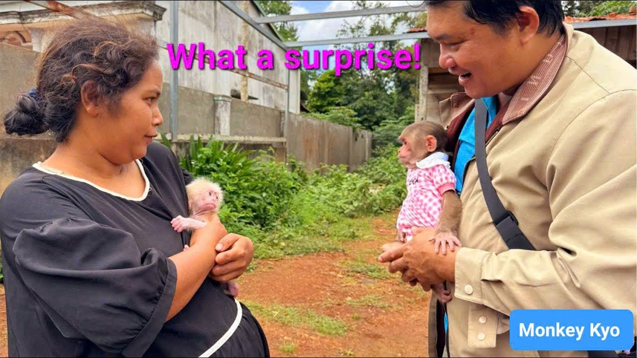 OMG! Monkey Kyo accidentally meets a newborn baby monkey — and the unexpected happens!