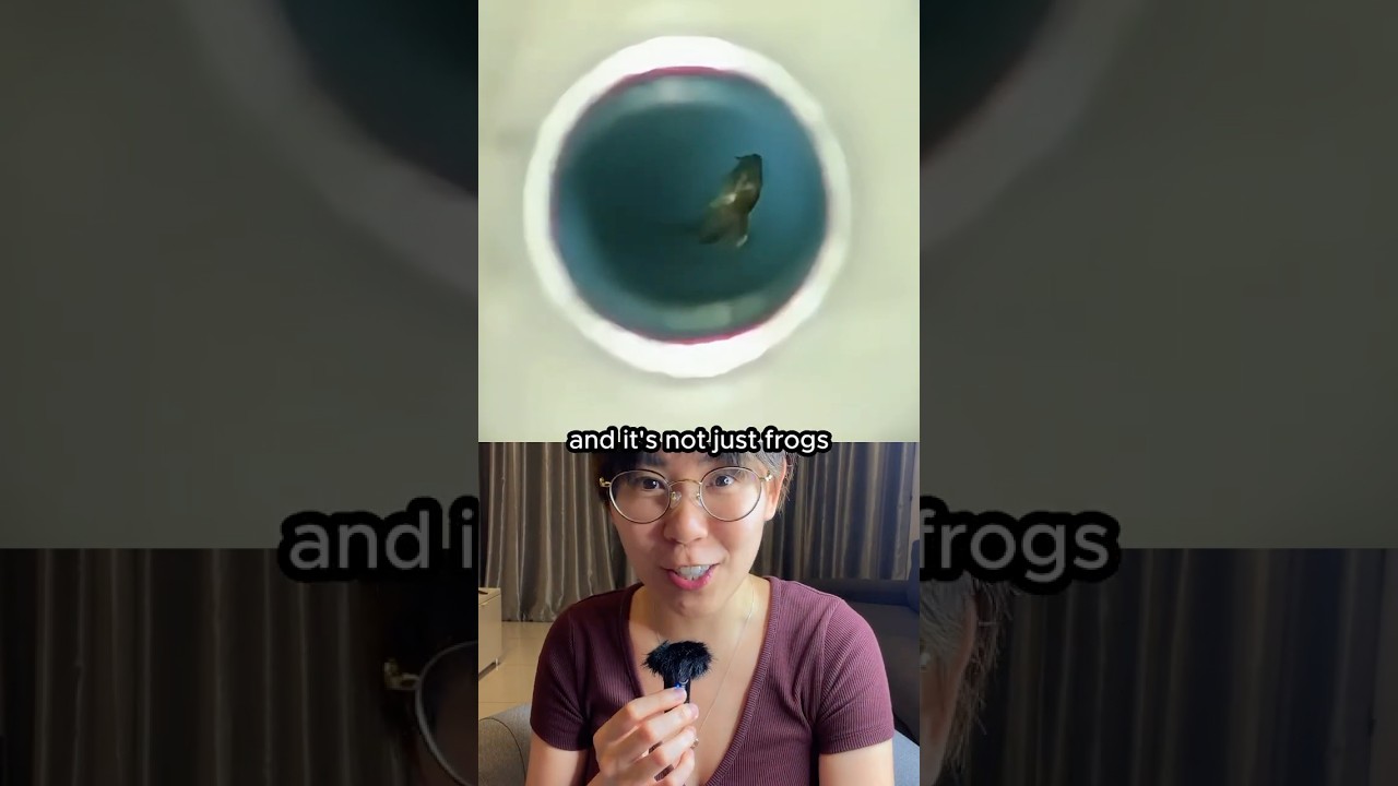 The magnetic field that makes frogs float