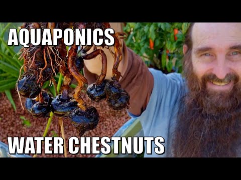 Video: What Is A Water Chestnut: Informasjon om dyrking av vannkastanjer