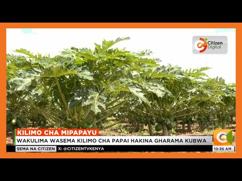 Kilimo Cha Papai Kajiado