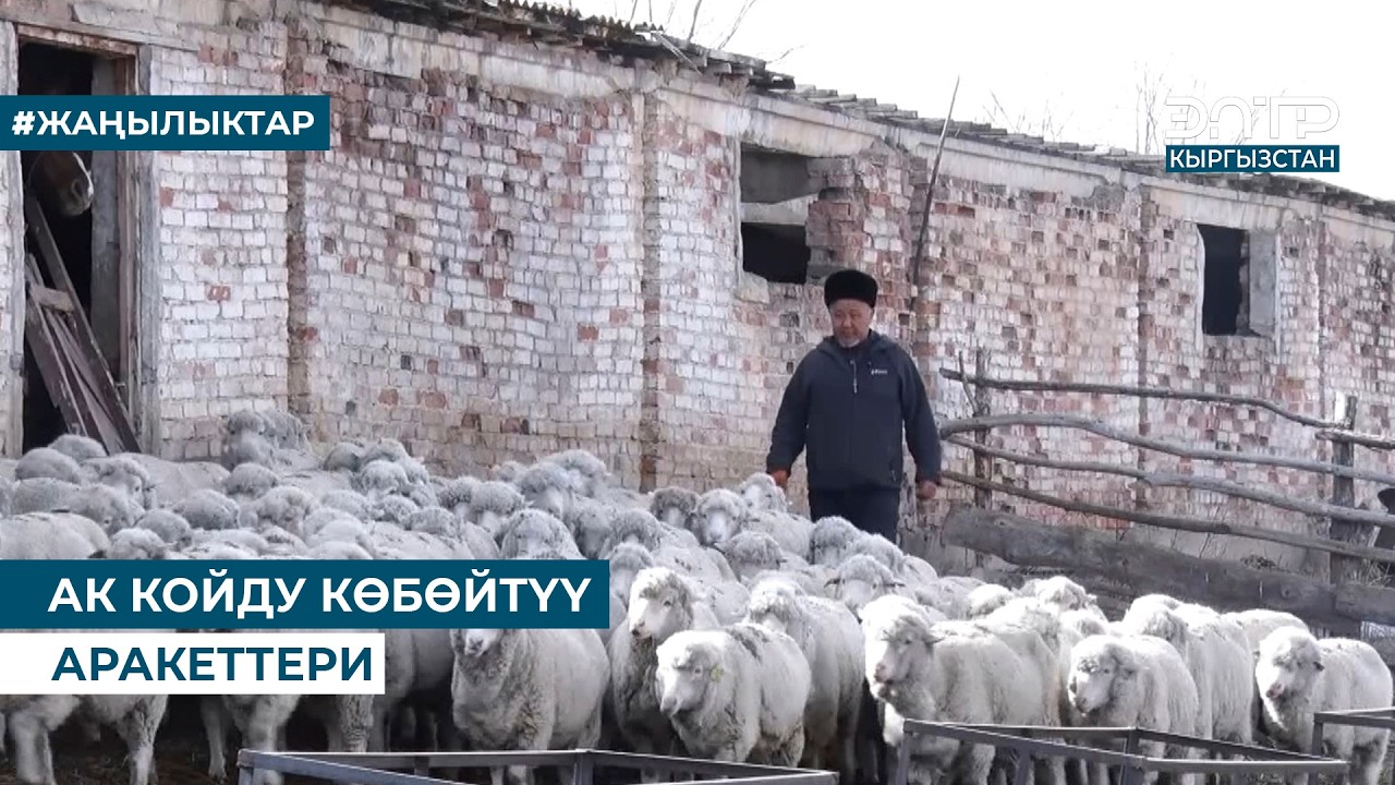 АК КОЙДУ КӨБӨЙТҮҮ АРАКЕТТЕРИ