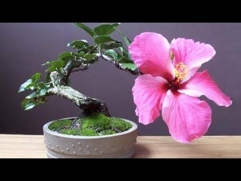 ვიდეო: ჰიბისკუსის ყვავილების მოვლა - მოგიწევთ თუ არა მკვდარი ჰიბისკუსის მცენარეები