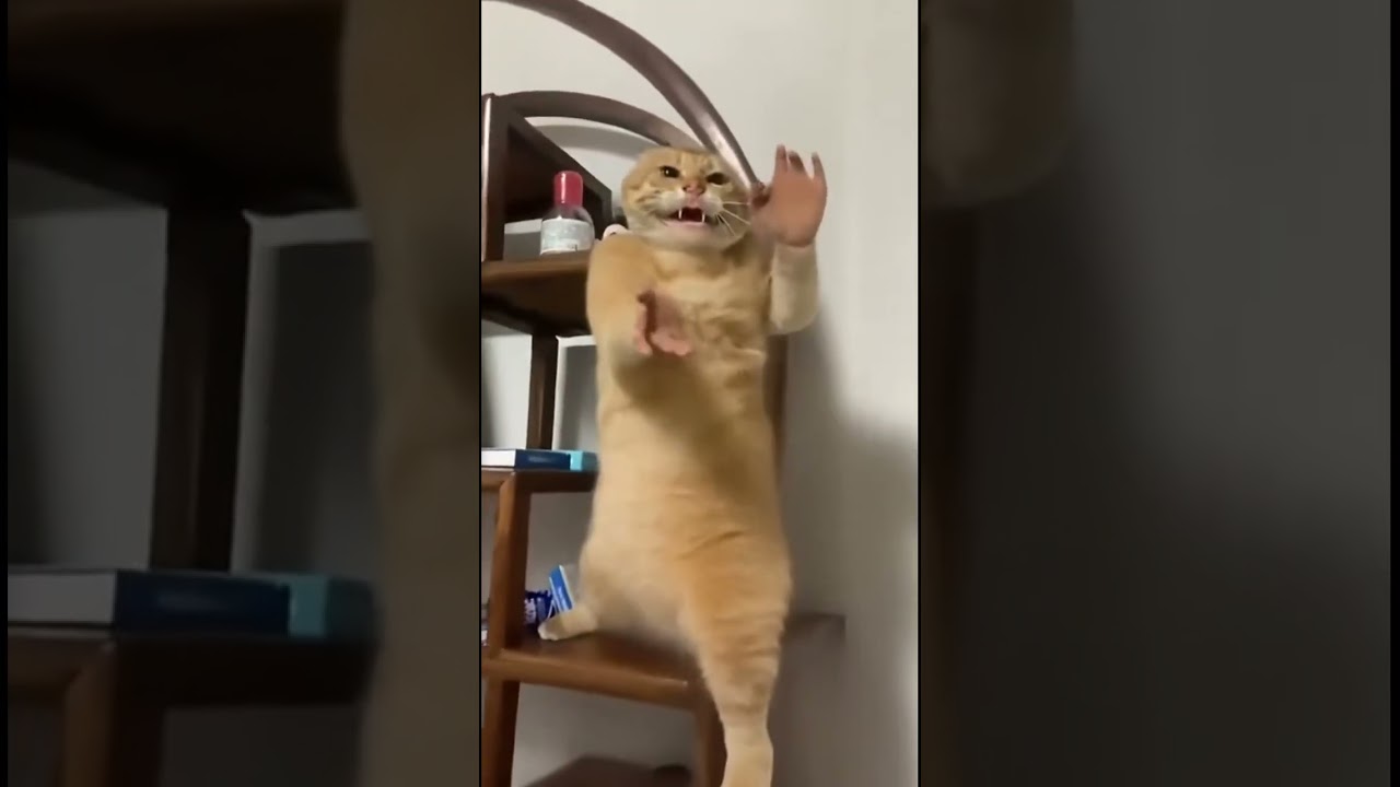 #comdeymemes #funnymemes #funny #memehub #funnypictures #comedy #funnyimages #memeclip