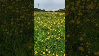 Buttercups in Valley, Anglesey, North Wales. PartvTwo.