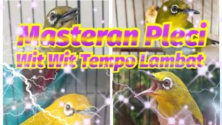 Slow Masteran Pleci Tembakan Wit wit Lebih Cepat Masuk