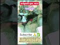 Vaishno devi प्राचीन गुफा | Ardhkuwari gufa#vaishnodevi #shorts #guffa