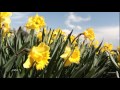 Музыка весны для души  - Music of spring for soul