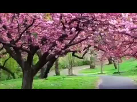 She Nasir Abdurrahmaan Gorsa Qalbii Nama Jiisu