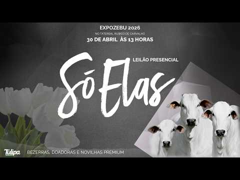 LOTE 03   TUL 6362