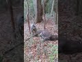 最速の四国犬に追い込まれた山の主 #狩猟 #deer #deerhunting #猟犬 #松ごり