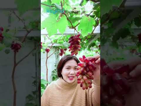 Video: Anggur Terbaik Untuk Dinding Bata - Petua Memilih Anggur Untuk Dinding Bata
