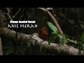 orange headed thrush | Anis merah | Di alam liar | di alam