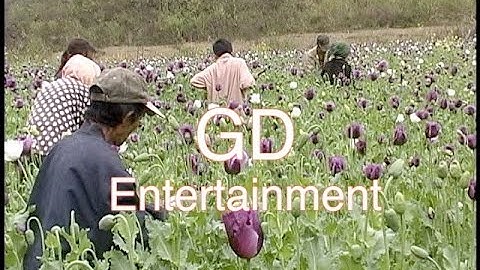 Hmoob Lub Neej Nyob Rau Teb Chaws Los Tsuas