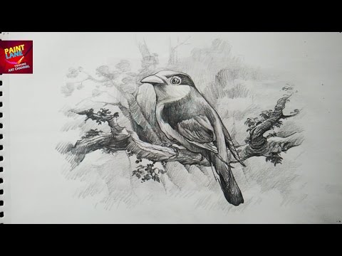 How To Draw A Bird With Pencil, Drawing