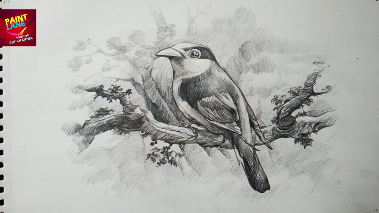 How To Draw A Bird With Pencil, Drawing