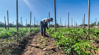 Climate 'weirding' forces California tomato farmer to improvise