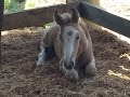 The Arrival of Symmie - The Unwanted Foal