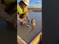 He caught the cutest concrete criminal! 🦉 #angel #farming #foryou #viral #asmr #cuteanimals