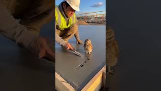 He caught the cutest concrete criminal! 🦉 #angel #farming #foryou #viral #asmr #cuteanimals