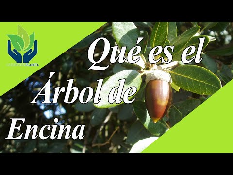 Video: Encina: descripción