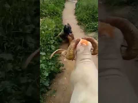 أقوى خروف في العالم ضد كلب الملينوا كلب مالينوا خروف كبش Animals Fight Vs Fighting