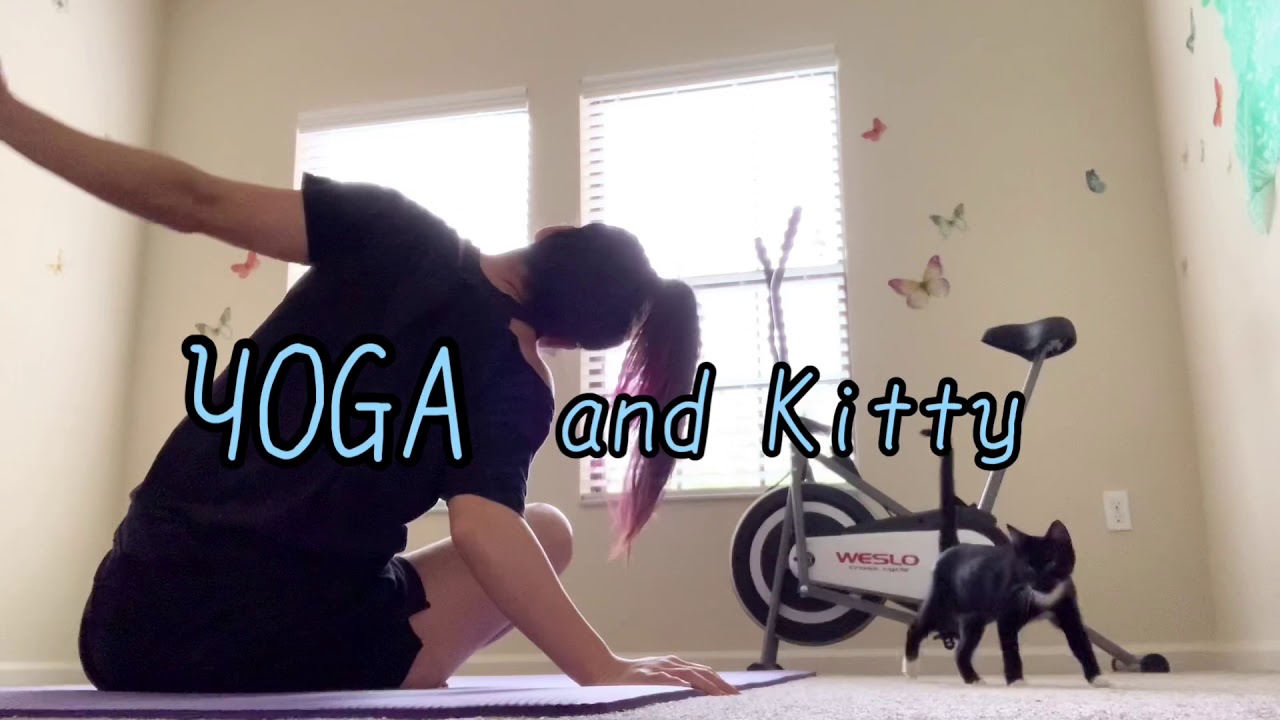SHIDAtube】YOGA and Kitty./ヨガと子猫。 - YouTube