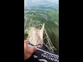 Baby Miami dolphin gets stuck, rescued by cop