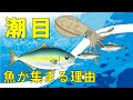 【潮目】予測可能⁉釣れる要素が集まる場所と仕組みとその理由とは