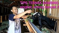 Tips ternak kambing agar untung banyak dalam waktu yang singkat - Durasi: 6.54. 