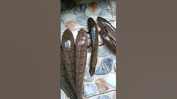 Cá Lóc Đồng Làm Món Gì Ngon Cả Nhà ơi #shorts