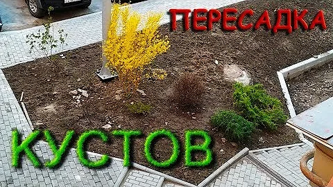 Пересадка кустарников среднего размера - Лапчатка и Гортензия
