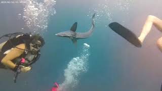Remora Attack in Utila