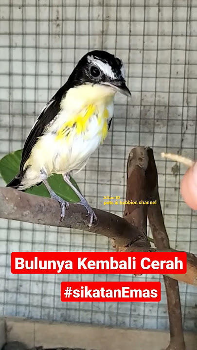 Sikatan Emas Akan Segera Kembali Berkilauan