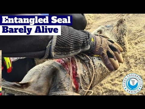 [GRAPHIC] Entangled Seal Barely Alive