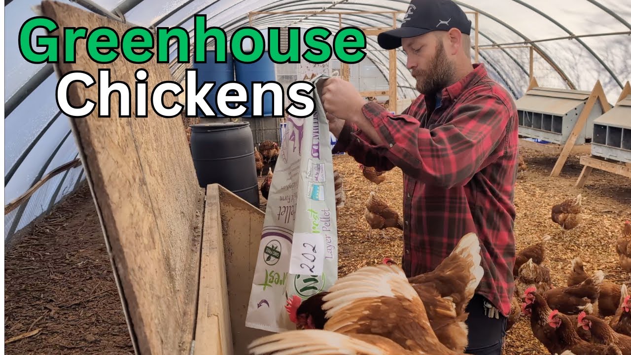 How a small farm manages chickens in the winter