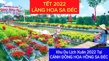 🌼 Làng Hoa Sa Đéc 2022 ở Cánh Đồng Hoa Hồng Sa Đéc Đẹp Đón Du Khách Tết 2022 | Khương Nhựt Minh