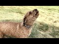 Poodle howling at other dogs