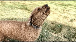 Poodle HOWLING AT OTHER DOGS