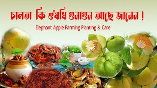 চালতা  কি ঔষধি গুনাগুন আছে জানেন chalta Khane ke Fayde Elephant Apple Farming Planting & Care