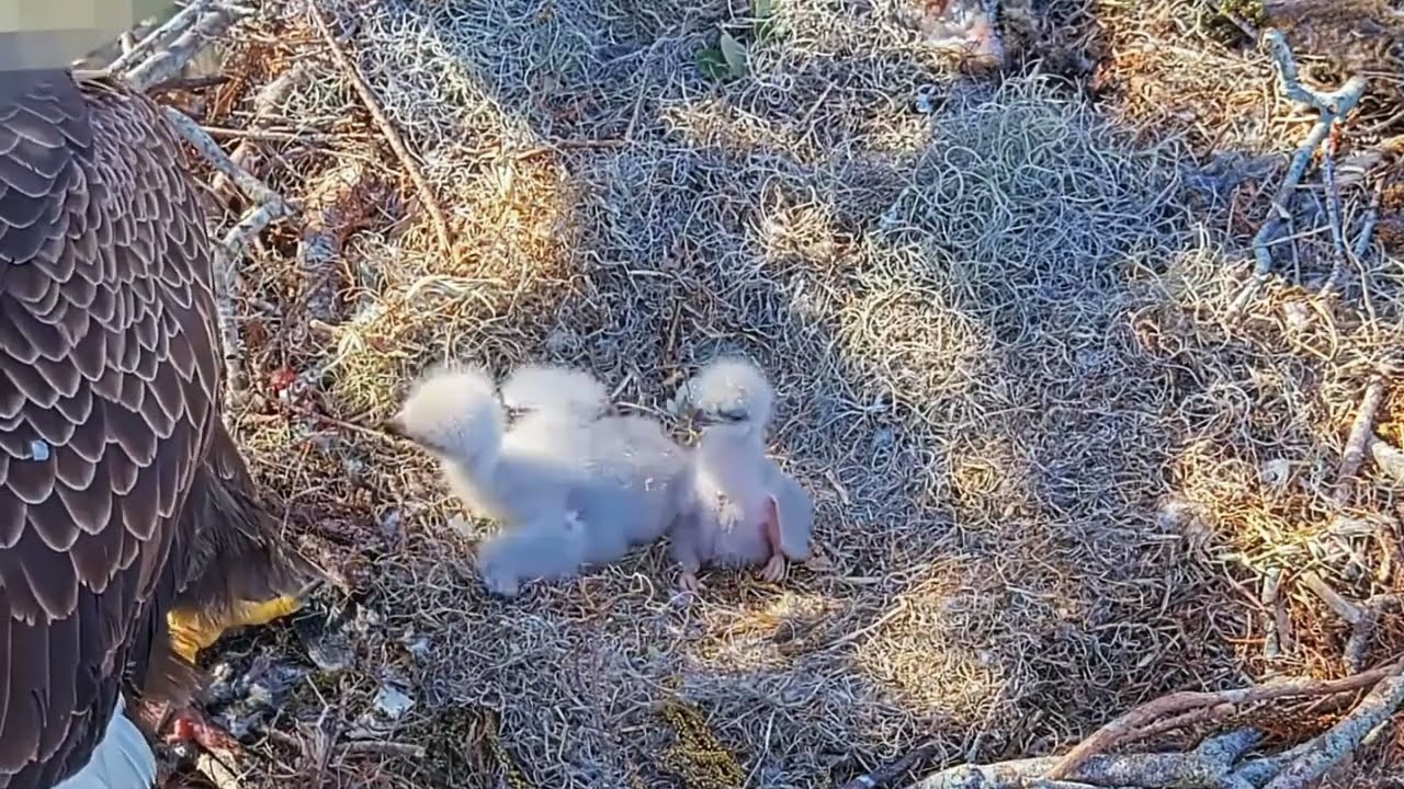 #baldeagle Cam4#19 mother birds brings food to feed her chicks in the nest, Falcon babies feeding